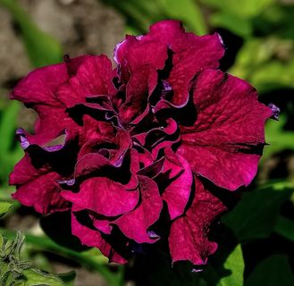 花，紫色，自然，花的，美丽，植物