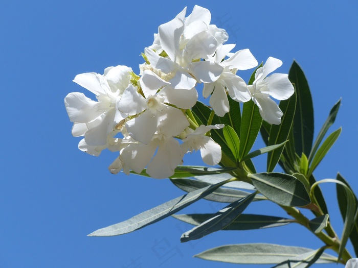 夹竹桃，明亮，白，开花，枝杈