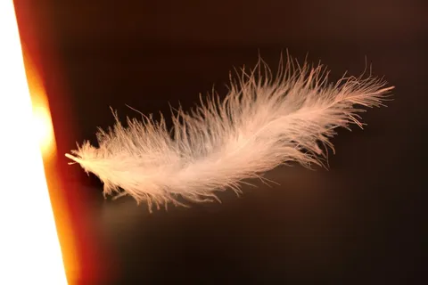 春天，轻微，温柔，白色，鸟羽毛