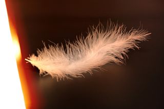 春天，轻微，温柔，白色，鸟羽毛