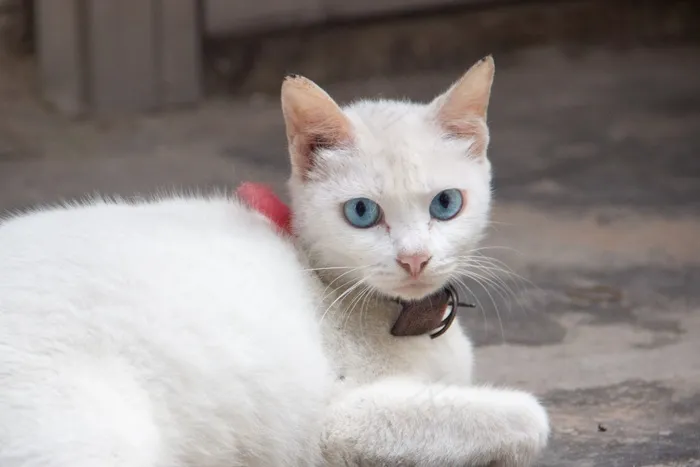 猫，眼睛，凝视
