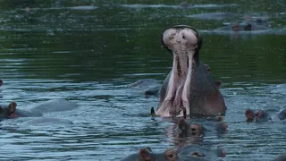 河马，河马，暴食，开Ma，肯尼亚
