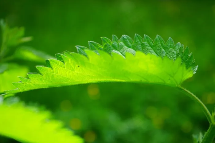 荨麻，叶子，燃烧的头发，粉红色，植物
