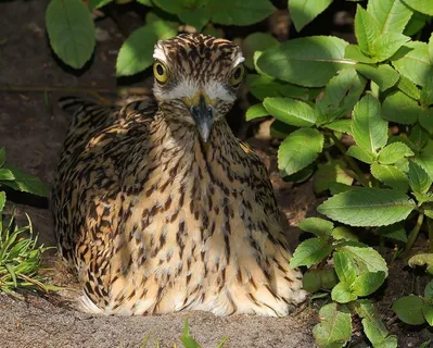 鸟，母鸟，孵化，注意，手表，保持警惕