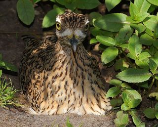 鸟，母鸟，孵化，注意，手表，保持警惕