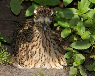 鸟，母鸟，孵化，注意，手表，保持警惕