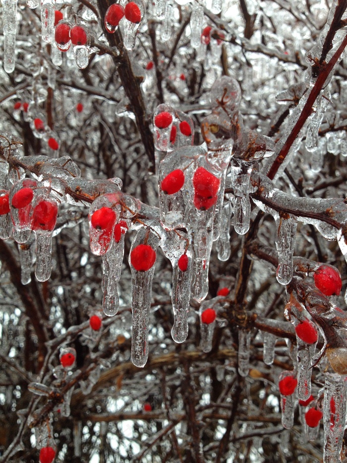 雪中红梅,树,工笔画,吸顶灯,寒梅,尖端在冬天在分支上的冰的替代