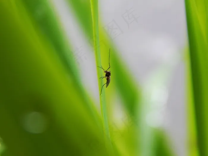 蚊子，绿色，春天，自然