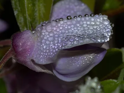 大自然,花,芽,紫藤 大自然,花,芽,紫藤