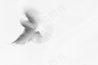 鸽子，鸽子，纯真，纯洁