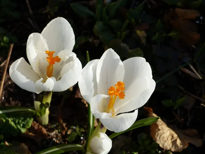 番红花，鲜花，春天，白，叶，花园，颜色