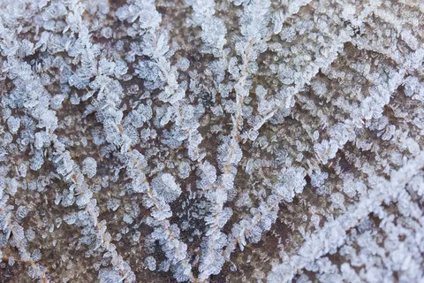 霜，叶，叶子，撕裂，肋骨，对称