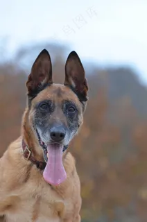 玛利诺犬,肖像,秋季,注意,友善 玛利诺犬,肖像,秋季,注意,友善