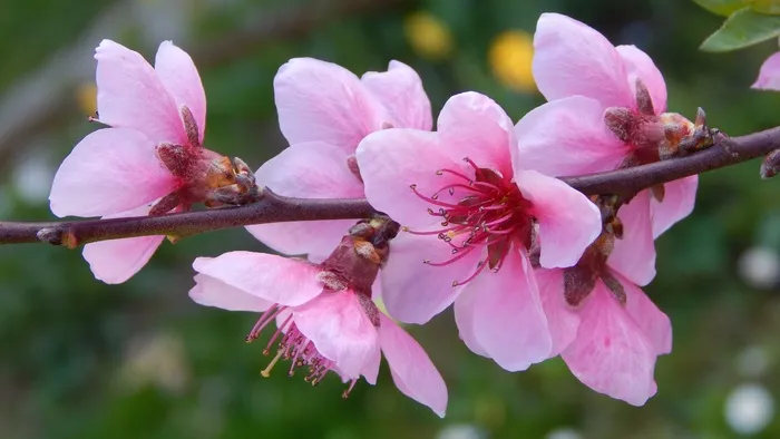 桃花，花枝，春天，Gyümölcsvirág