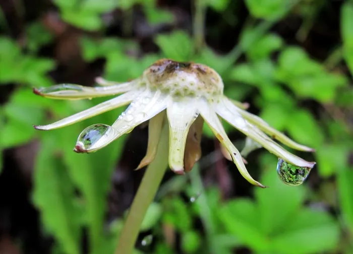 蒲公英，褪色，下雨了，春雨