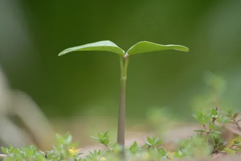 植物，成长，背景，绿色，刀片，性质