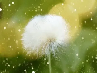 棉花草，Scheuchzer Wollgras，开花，盛开，软