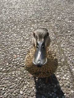 鸭，鸟，野生鸟，自然，条例草案，水，鸭鸟