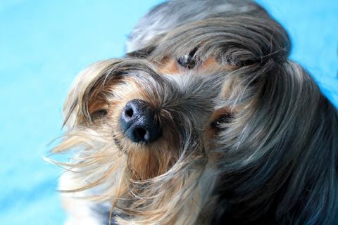 约克郡，狗，朋友，伴侣，家畜