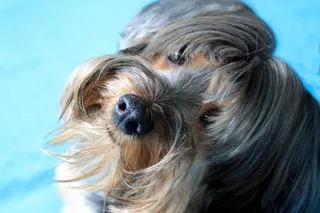 约克郡，狗，朋友，伴侣，家畜