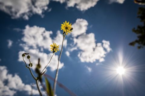 报道的s，开花，绽放，黄色，绽放