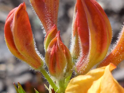 灌木，杜鹃花，性质，春天，布什，花园，盛开