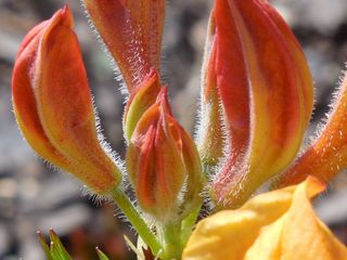 灌木，杜鹃花，性质，春天，布什，花园，盛开