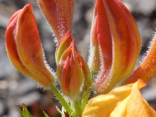 灌木，杜鹃花，性质，春天，布什，花园，盛开