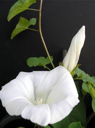 登山者，etch藜，投标，鲜花，甜，性质，盛开