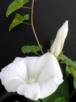 登山者，etch藜，投标，鲜花，甜，性质，盛开