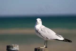 海鸥，鸟，海滩，海，海洋