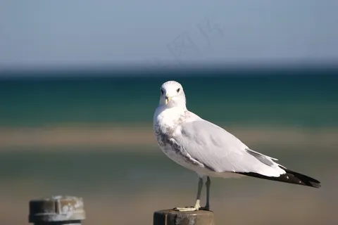 海鸥,鸟,海滩,海,海洋 海鸥,鸟,海滩,海,海洋