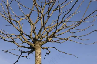 树，飞机，冬天，审美，冠，没有叶子