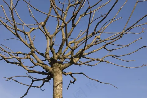 树,飞机,冬天,审美,冠,没有叶子 树,飞机,冬天,审美,冠,没有叶子