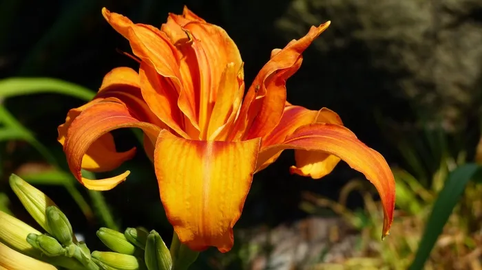 百合，开花，盛开，盛开，橙色，开放