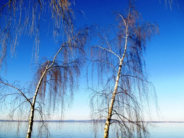 树木，桦木湖，博登湖，Romanshorn，图尔高
