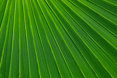 蒲葵,叶子,棕榈,芭蕉叶,紫露草属,绿色的热带叶的观测 蒲葵,叶子,棕榈,芭蕉叶,紫露草属,绿色的热带叶的观测