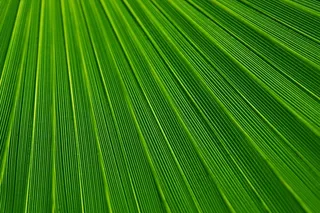 蒲葵,叶子,棕榈,芭蕉叶,紫露草属,绿色的热带叶的观测