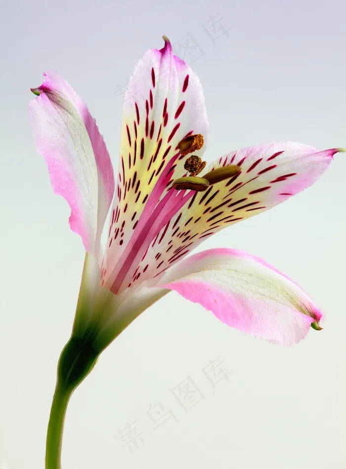 百合，花，花的，植物区系，性质，开花，植物