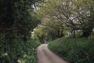 村道,山峦,树,自然公园,生态林,乡村小路
