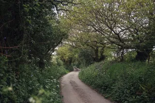 村道,山峦,树,自然公园,生态林,乡村小路