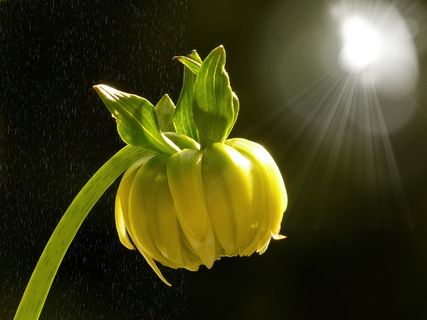 花，开花，盛开，大丽花，植物，黄色，光