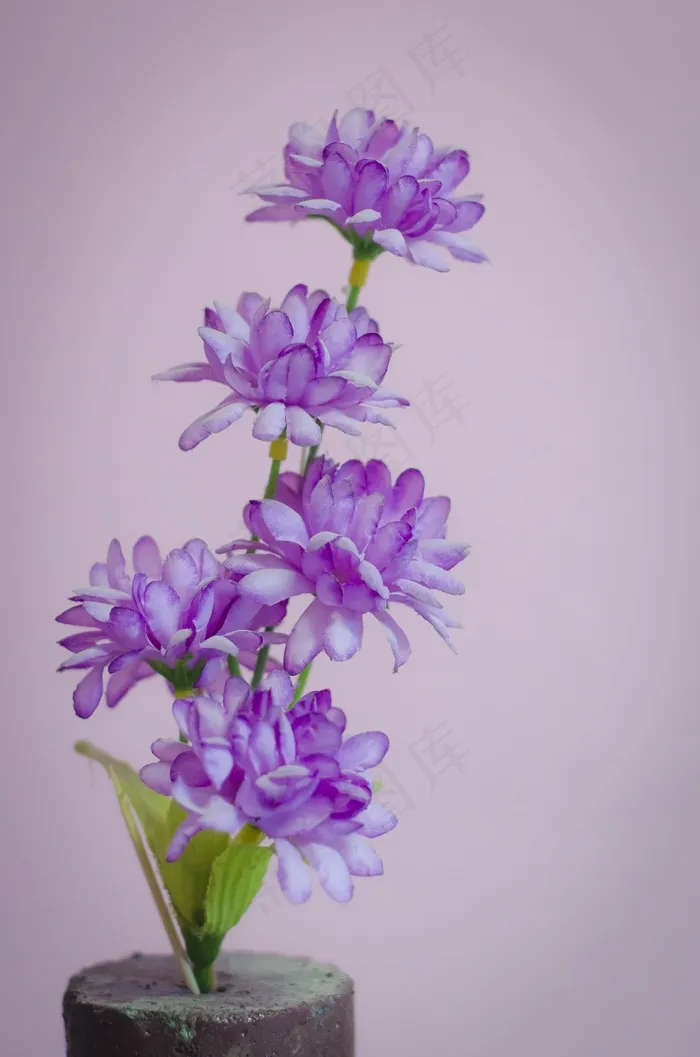 花，紫色，紫色的小花，性质，花的，植物