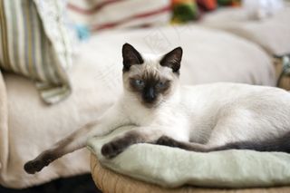 猫，泰国猫，蓝眼睛，查看，宠物