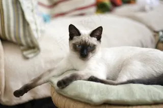 猫，泰国猫，蓝眼睛，查看，宠物