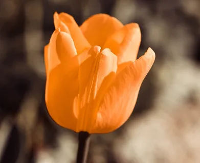 郁金香,花,开花,橙,Schnittblume 郁金香,花,开花,橙,Schnittblume