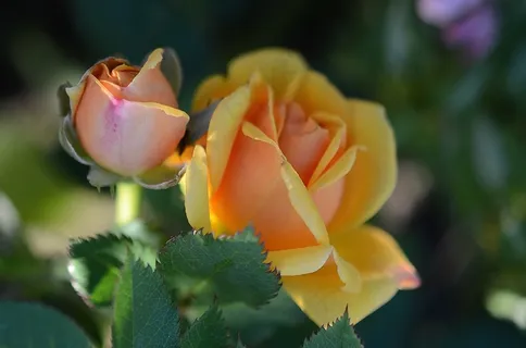 玫瑰,花,黄色,花的,自然,开花,花园 玫瑰,花,黄色,花的,自然,开花,花园