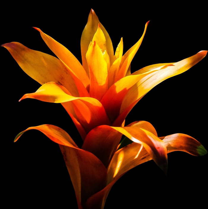 花，开花，红色，免费