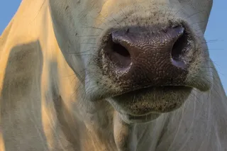 牛，鼻子，鼻子，动物，脚，关闭κλείσιμο，牛肉，飞