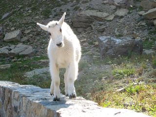 白色，山羊，婴儿，动物，农场，哺乳动物，家养